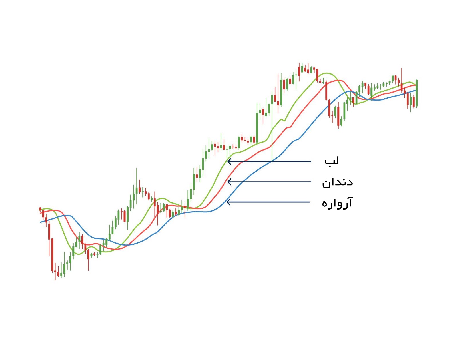 خط لب، آرواره و دندان اندیکاتور ویلیامز الیگیتور